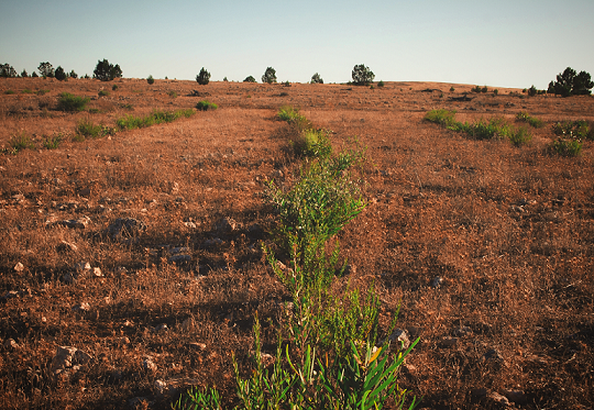 Landcare Australia’s direct seeding lines from 2016 are thriving on Dakalanta Wildlife
