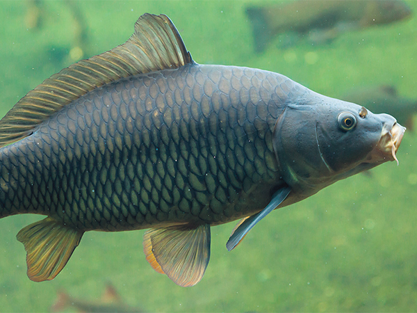 Communities to have their say on carp plan