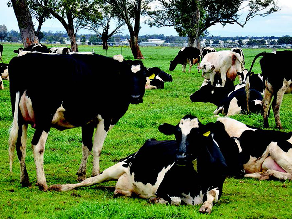 A sustainable dairy industry