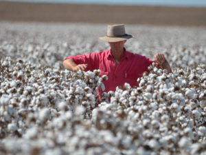 Cotton grower in field Image by Janelle MacPherson - Landcare Australia  Landcare Australia