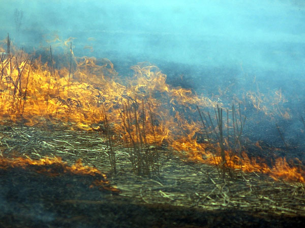 traditional-aboriginal-burning-in-modern-day-land-management-landcare