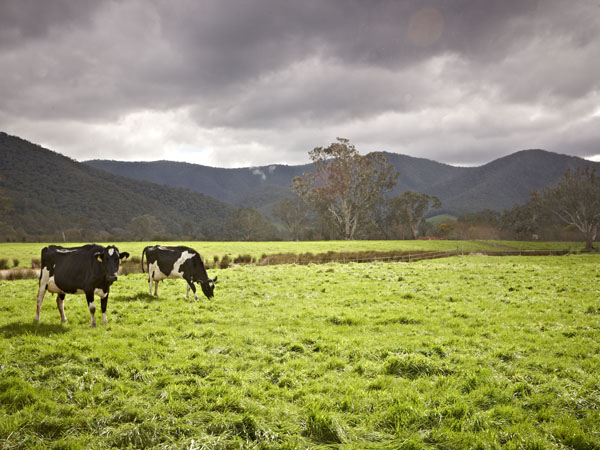 Dairy’s climate changing future