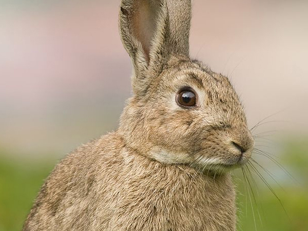 Those wild rabbits: How they shaped Australia