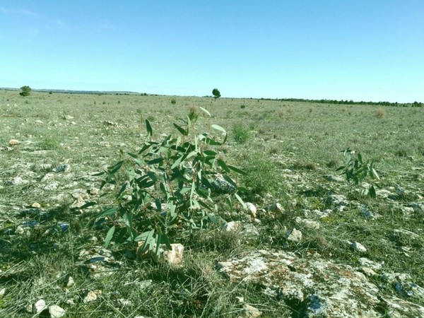 Eucalyptus porosa seedlings thriving in the tough conditions in Dakalanta Wildlife Sanctuary