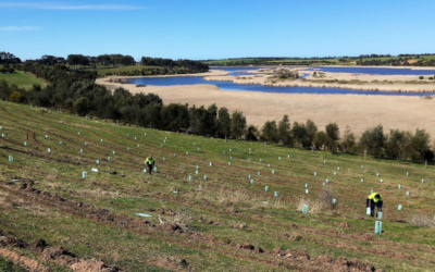 Goolwa to Wellington’s 20 Million Trees Projects are right on track