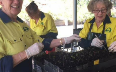 Port Macquaire Landcare nursery nurtures native seedlings to keep our patch green
