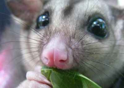 Grazing for Gliders protecting endangered gliding possum
