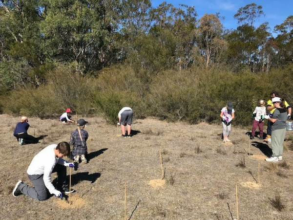 Primary school students participate in large scale project to restore ...