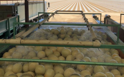 Six-pronged approach to support the Aussie melon industry