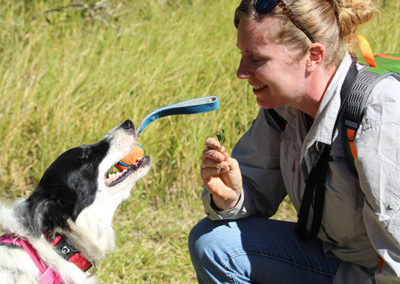 Old dog new tricks: Baxter the border collie has a nose that knows