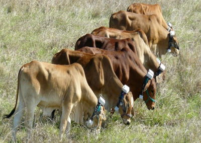 How do you measure the environmental footprint of grazing cattle?