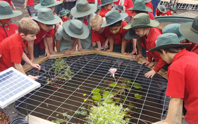 Students get water wise with an aquaponics sensory garden