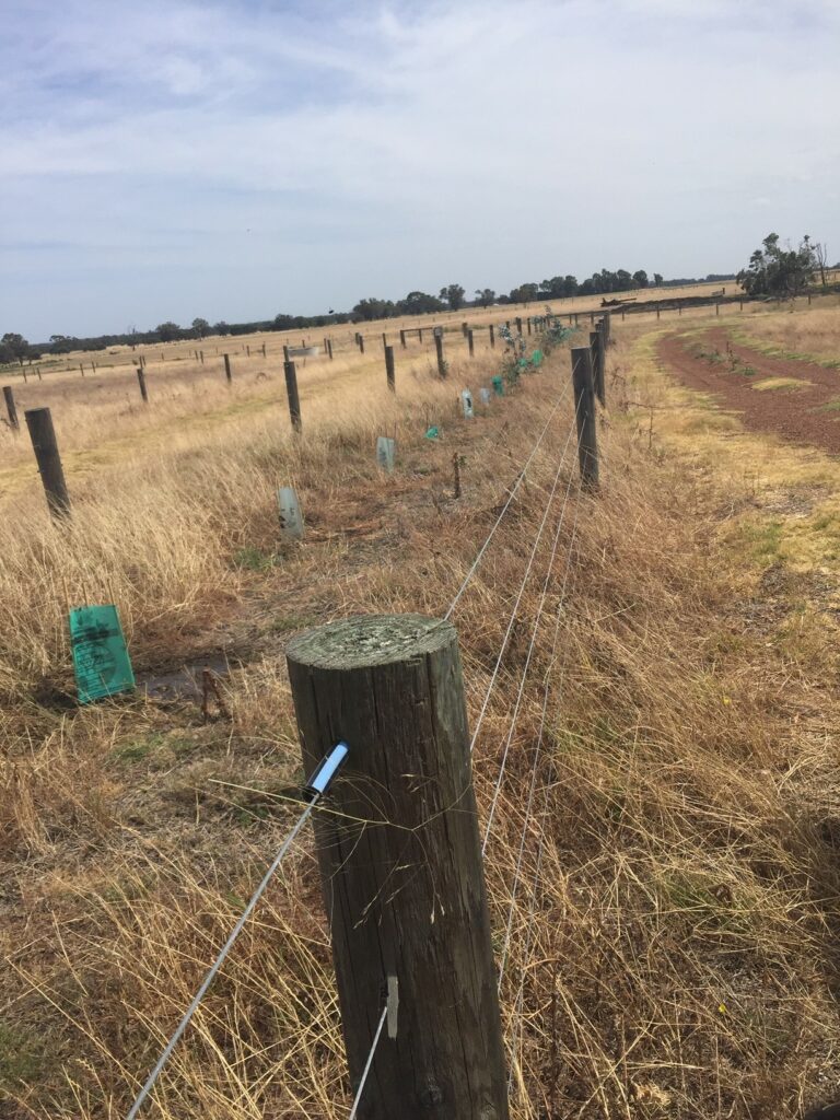 Protecting natural creeks from cattle grazing - Landcare Australia ...