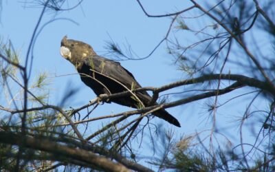 Protecting Glossy Black-Cockatoo habitat impacted by bushfires and drought with WIRES and Landcare Australia