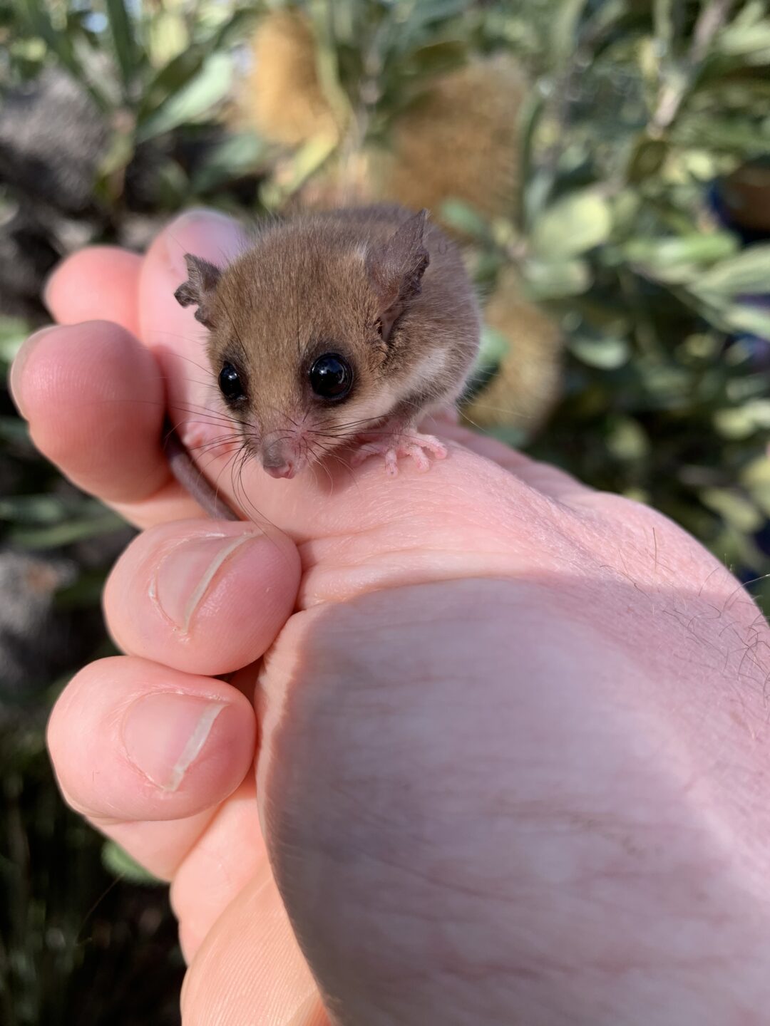 Growing habitat for threatened species - Landcare Australia Landcare