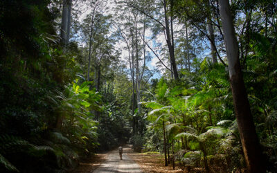 Rejuvenating bushfire affected walking trails