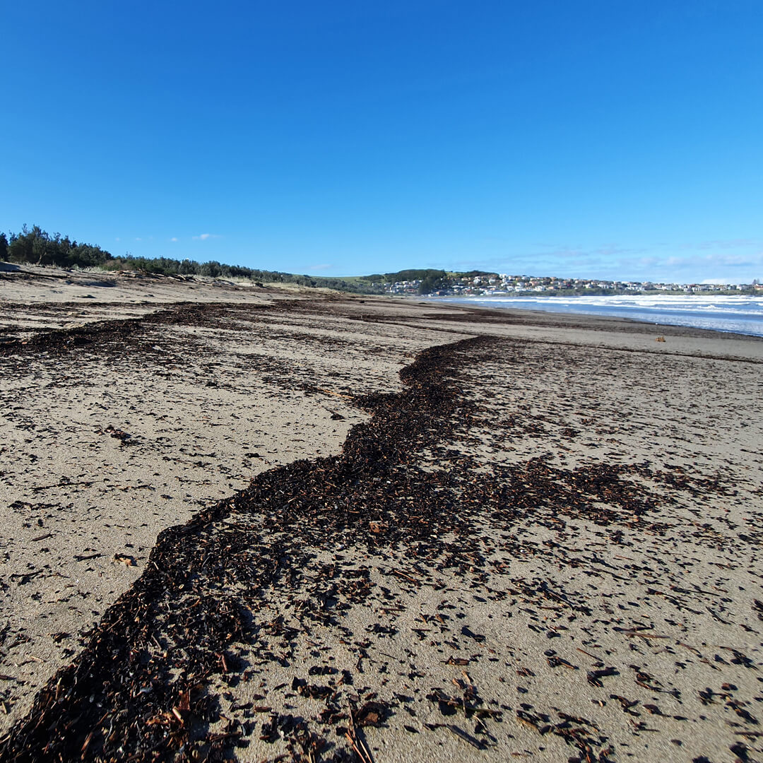 Beachscape with ash from bushfires
