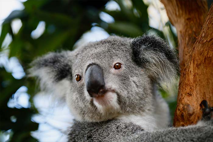 Koala Clinging To Gum Tree