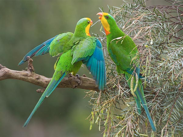 Superb Parrots on a branch