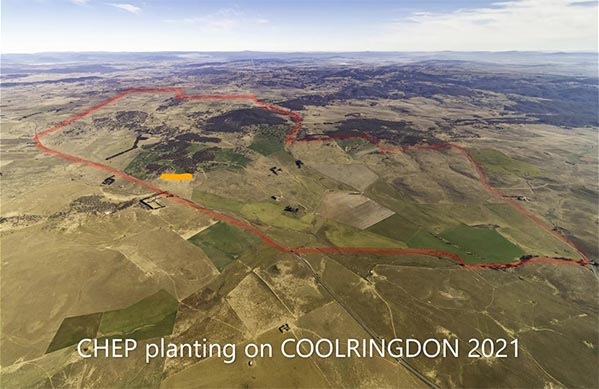 Aerial photo showing CHEP planting site, outlined in red.