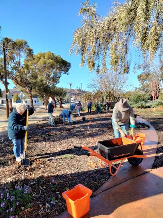 Volunteers with tools working in the Broken Hill Conservation Gardens