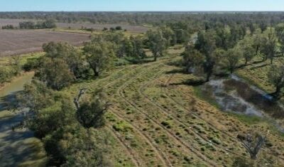 One Year On – Projects Have Improved Biodiversity in Australian Cotton Landscapes