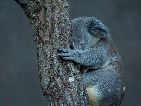 Koala clutching a tree in the dark
