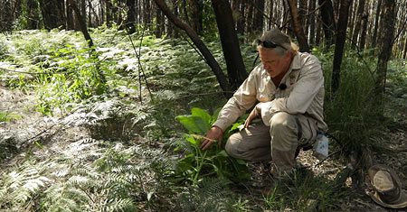 Man inspecting plant in forest