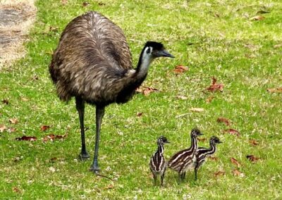 Endangered Coastal Emu Protection Project