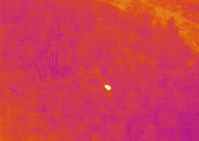 - Thermal image of a koala, image supplied Noosa & District Landcare