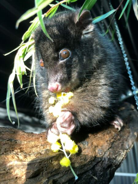 Western Ringtailed Possum Eating Wattle Blossum