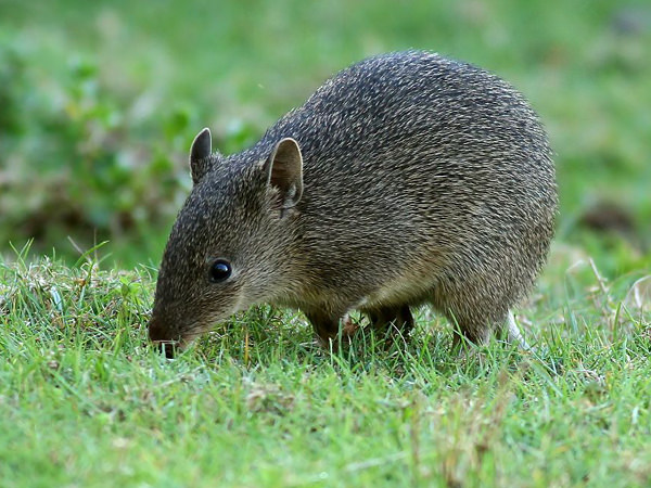 Southern Brown Bandicoots