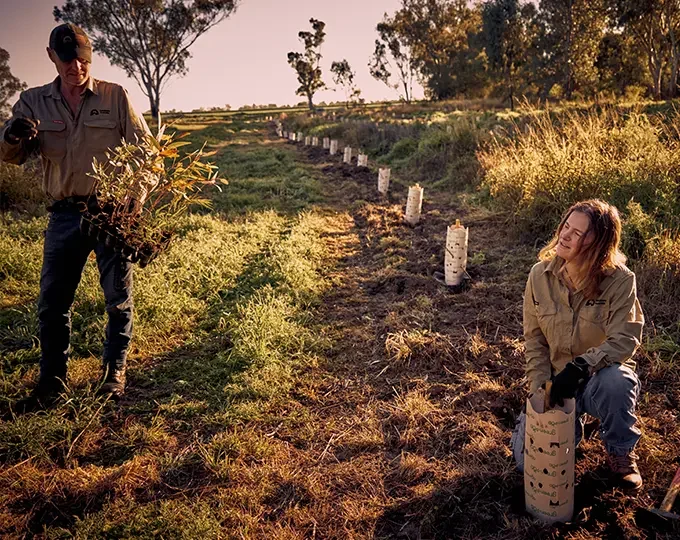 Image of two people planting tree seedlings in a farm paddock.