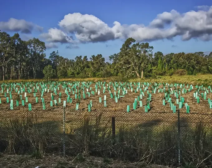 A view of a farm paddock with many newly planted native tree seedlings