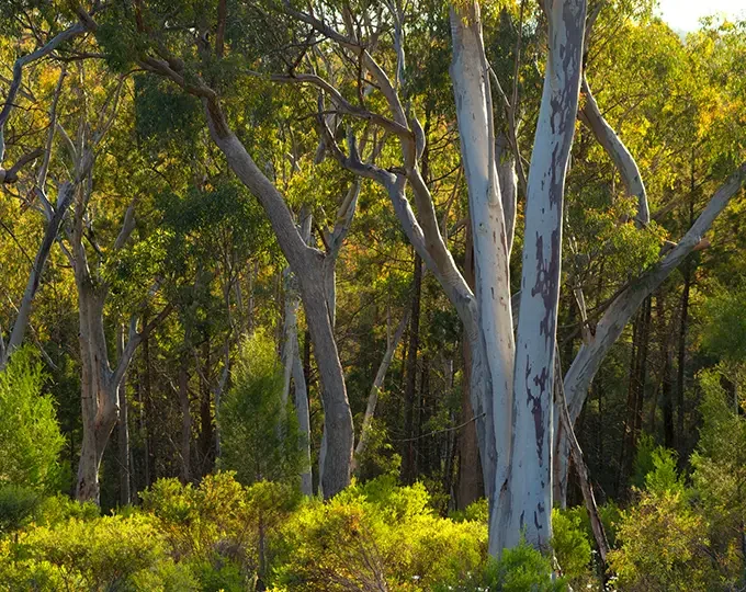 Image of Australian bush with mature Eucalypt trees in foreground.
